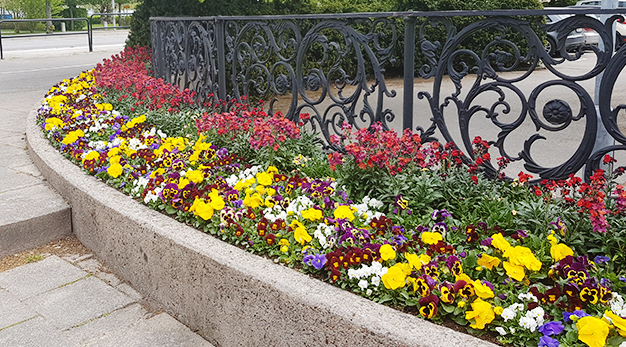 Bilden visar vårblommor i olika färger