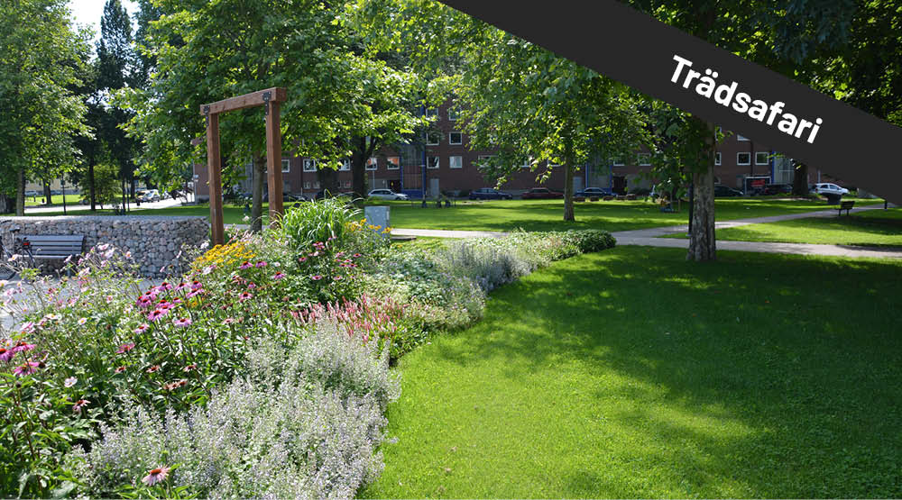 Blomsterplantering längst med gångstråk. På bilden syns texten Trädsafari.