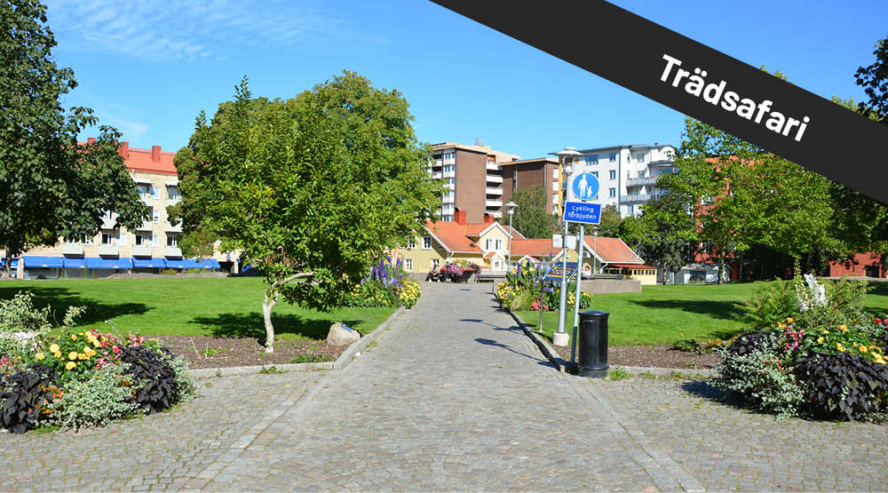 Knottersten i gång mot gult trähus med blommor runt om. På bilden syns texten trädsafari.