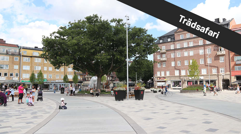 Stort öppet torg med människor och planteringar. I bilden syns texten trädsafari.