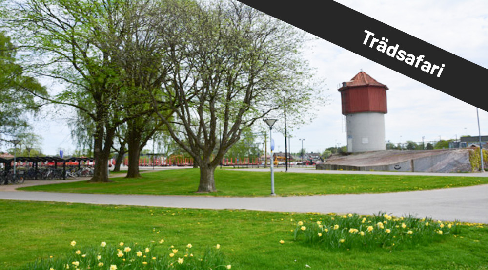 Gröna gräsmattor med träd och blommor. På bilden syns texten trädsafari.