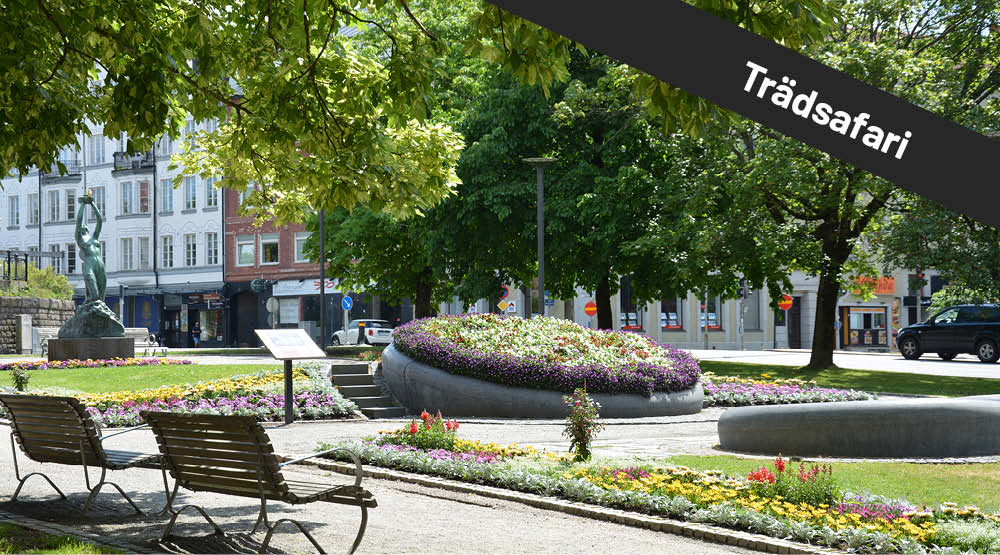 Blomsterplanteringar och sittbänkar. På bilden syns texten Trädsafari.