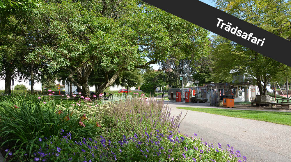 Färgglada blomsterplanteringar med lekplats i bakgrunden. På bilden syns texten trädsafari.