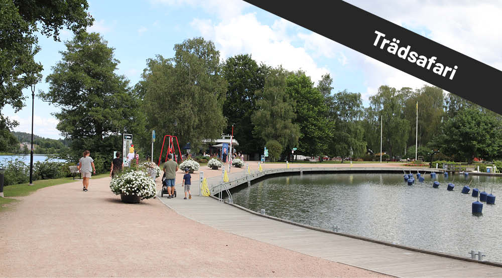 Människor promenerar på grusväg längst med vattnet. På bilden syns texten Trädsafari.
