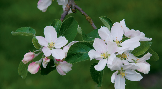 Äppelblomster i närbild