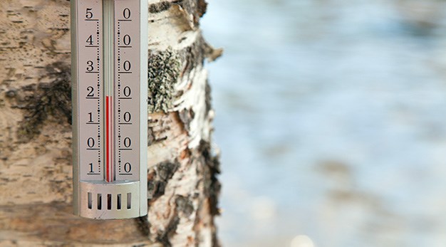 Termometer som hänger i ett träd. Vatten i bakgrunden