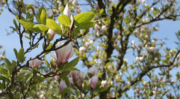 Blommande Magnoliaträd