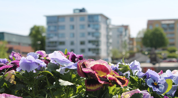 Närbild på blommor i förgrunden, höghus i bakgrunden