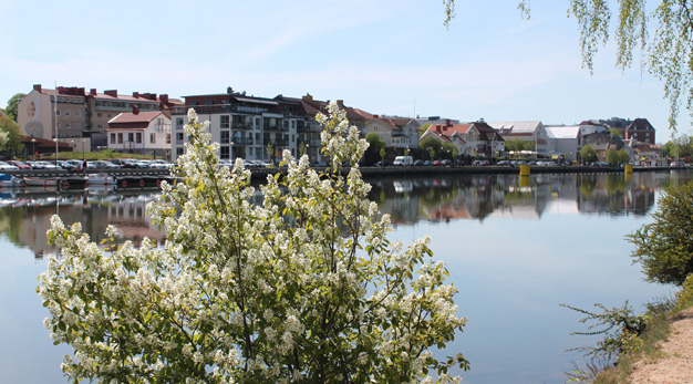 Buske med vita blommor i förgrunden, och i bakgrunden ligger stadsvyn som speglar sig i även. Solen skiner.