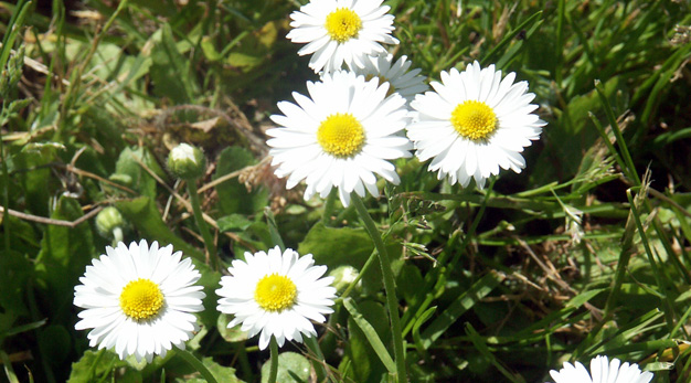 Pigga blommor som lyser upp i gräset