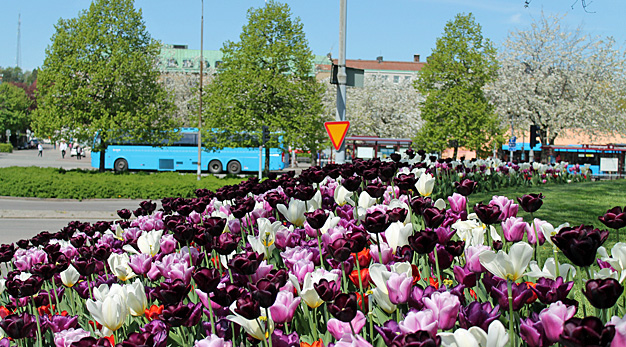 Buss på Drottningtorget. I förgrunden massor av blommande tulpaner i olika färger.