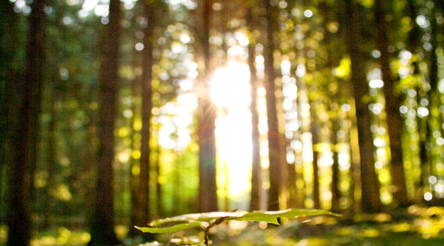 Bilden föreställer skog och natur