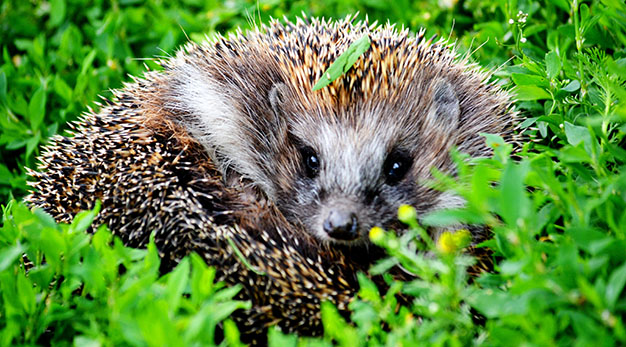 Igelkott ihoprullad i gräset