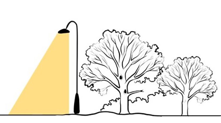 Belysning från träd