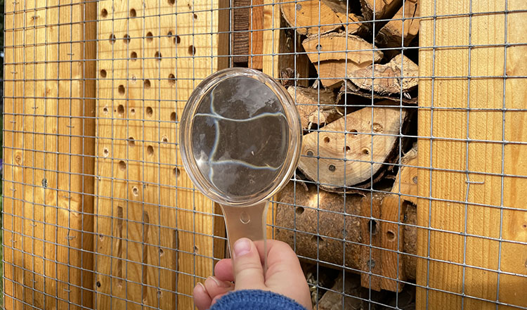 Superhjälten rödmurarbiet har lagt ägg – vilket naturligtvis måste undersökas närmare med hjälp av förstoringsglas. 