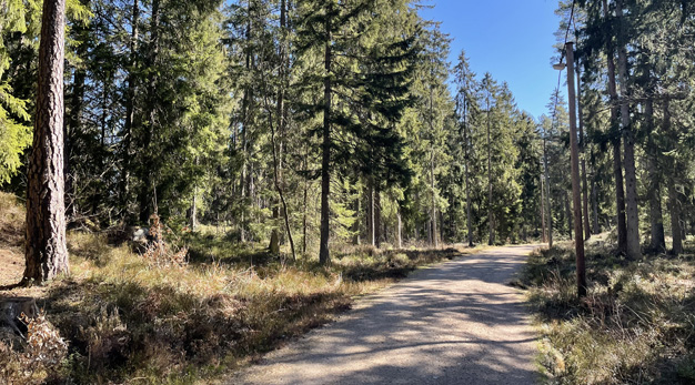 Skog utmed motionsspår