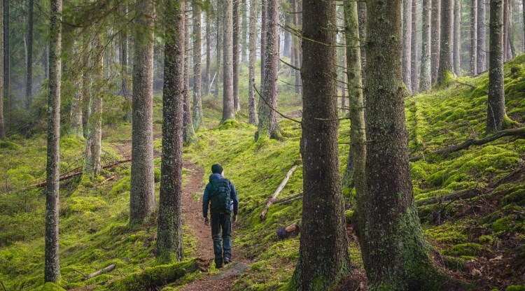 Man går på stig i barrskog med grön mossa på marken.  Foto.