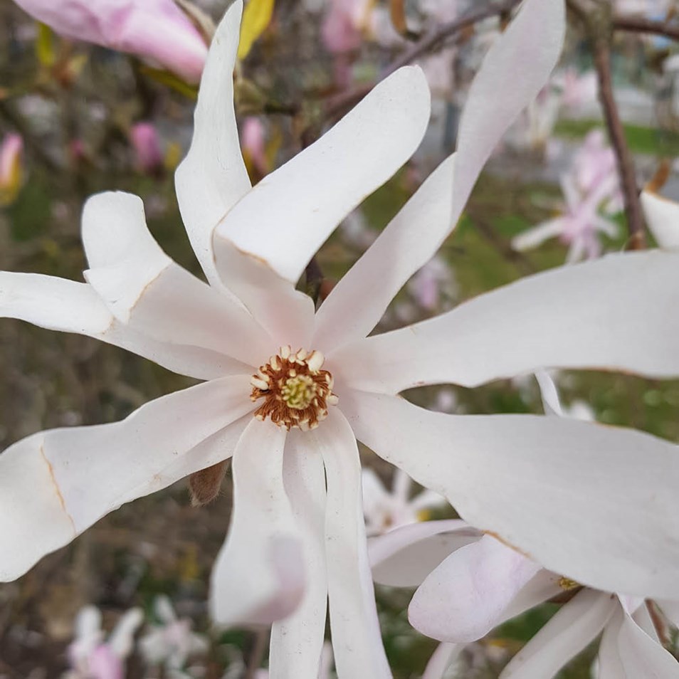 Inzoomad vit blomma. 