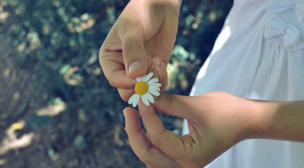 Tjej som drar bort blomblad från en prästkrage