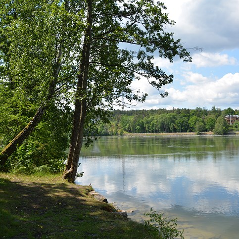 Bilden är ett fotografi över platsen fiskelyckan. I vänster i bild finns två stora träd som står precis vid strandkanten. Till höger i bild ser man vattnet som är spegelblankt. Moln reflekteras i vattnet. 