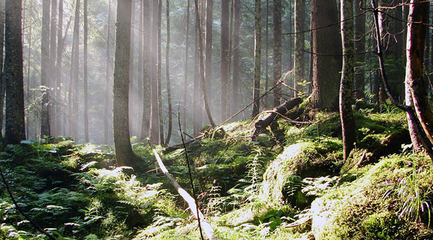 Skog i dovt solljus