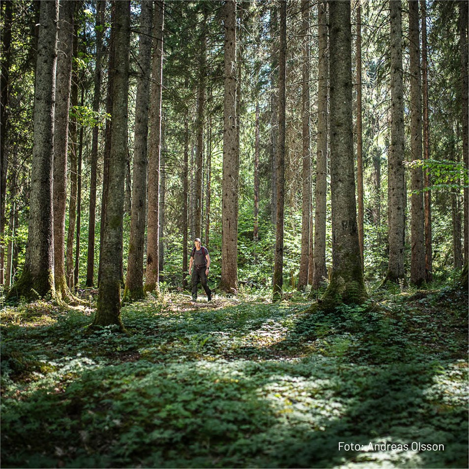 En man som går i skogen. 