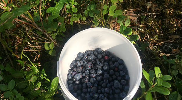 Bilden föreställer en vit liten hink med blåbär i. Hinken står i ett hav av blåbärsris. Solen lyser på blåbärsriset.