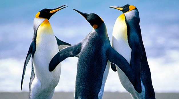 Pingviner som dansar