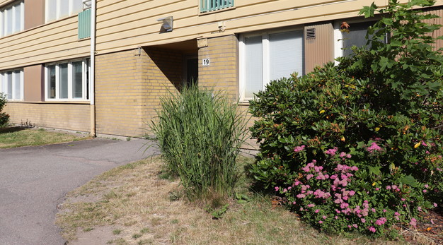 Buskar i anslutning till en ingång till ett tegelhus.