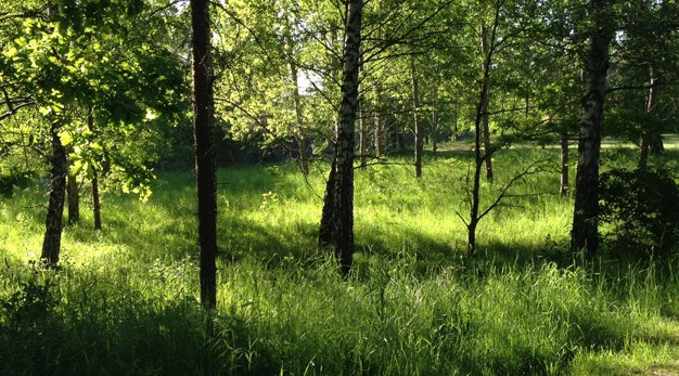 Grönska i naturen