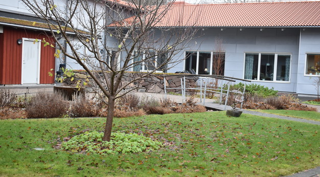 Ett litet träd står mitt på en gräsmatta. I bakgrunden syns en liten gångbro.