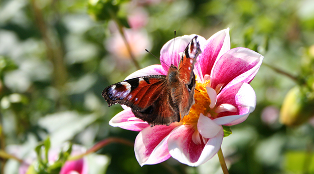Fjäril på blomma