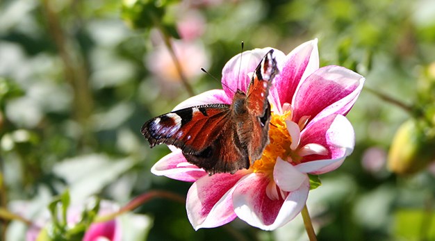 Fjäril på blomma