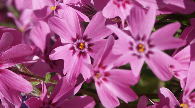 Lila blommor