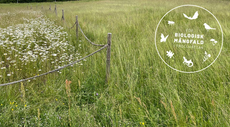 Inhägnad ängsyta med gräs runt om