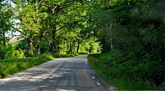 En smal väg med lappad och lagad asfalt. Träf med gröna löv står tätt invid vägen. Solen skiner vackert genom trädens blad.