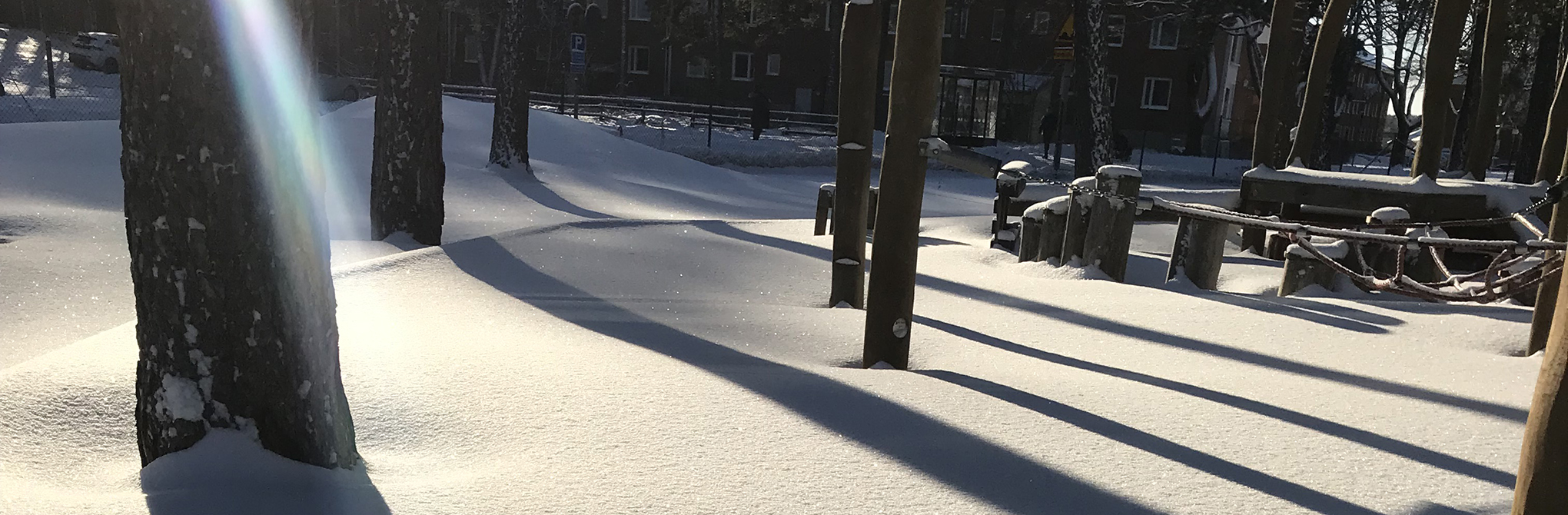 Solen lyser ner mellan träden på snön.