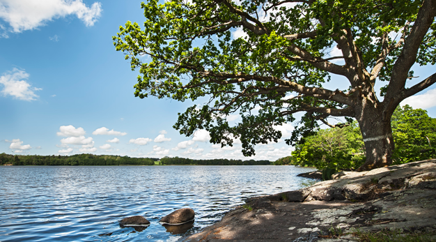 En klippa vid en sjö och en stor ek i bakgrunden mot en blå himmel.