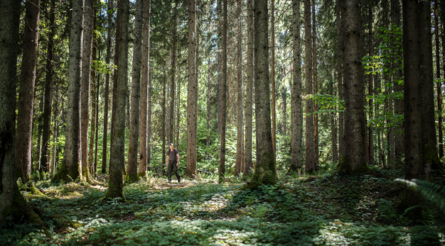 En man med en ryggsäck promenerar i en skog och solen lyser in mellan träden.