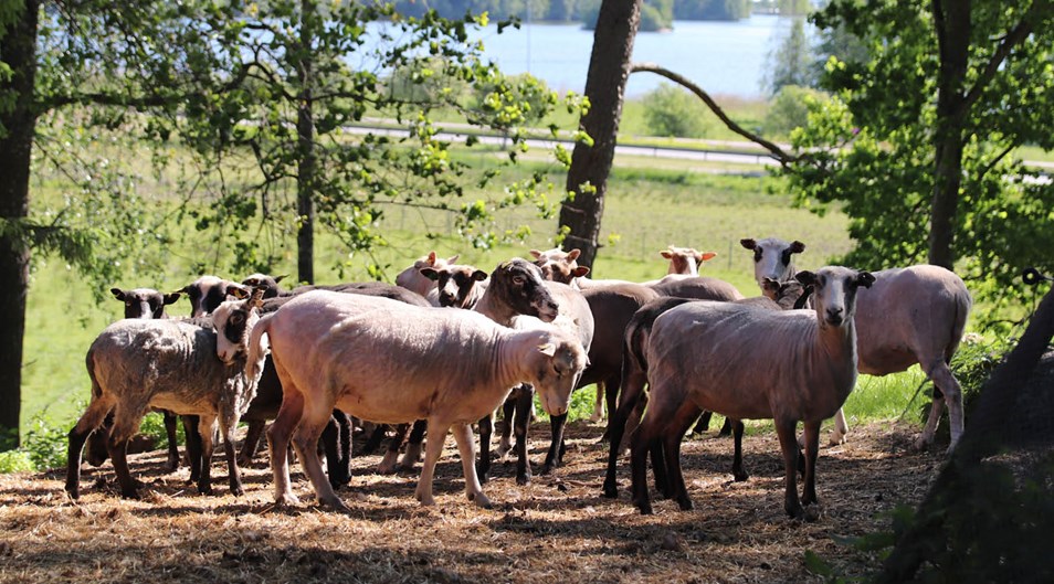 Nyklippta får i sin hage