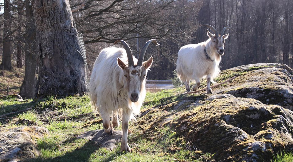 Två getter i sin hage på ett berg