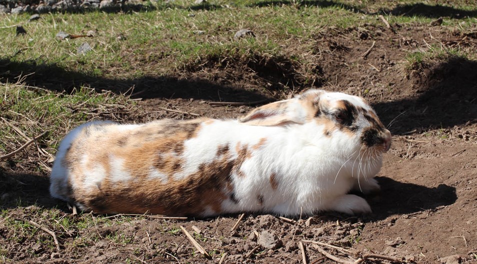 En kanin som ligger och sträcker ut sig