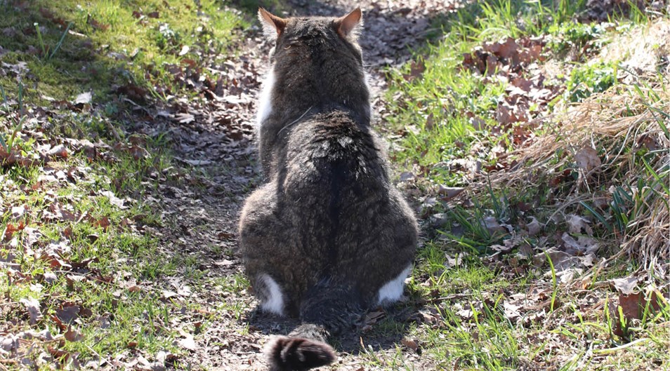 En katt som sitter och tittar ut över en stig